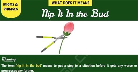 'Nip It In The Bud' Meaning .